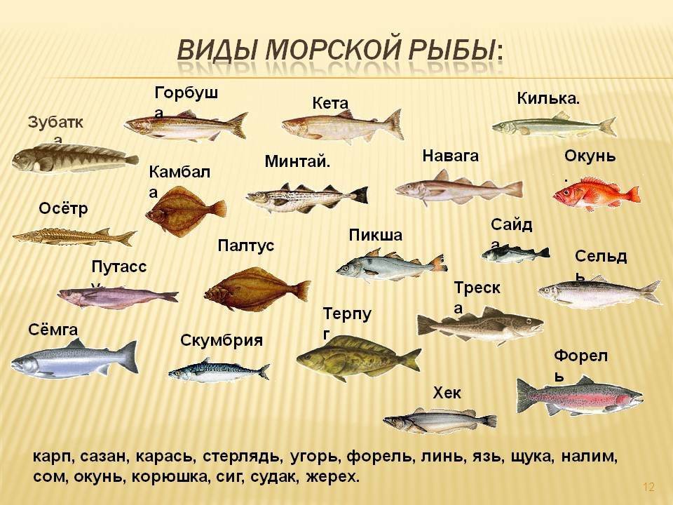 Список рыб пресных вод россии — википедия с видео // wiki 2