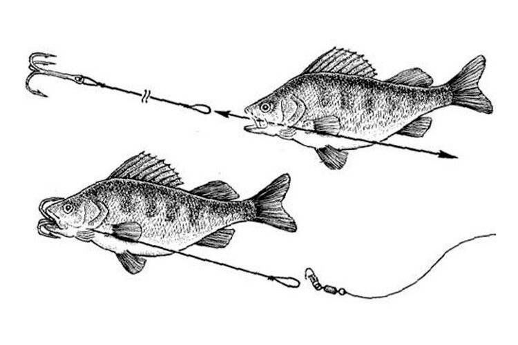 Как цеплять живца для ловли рыбы?