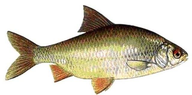 Список-каталог аквариумных рыбок: по алфавиту, с фото и ссылкой на описание