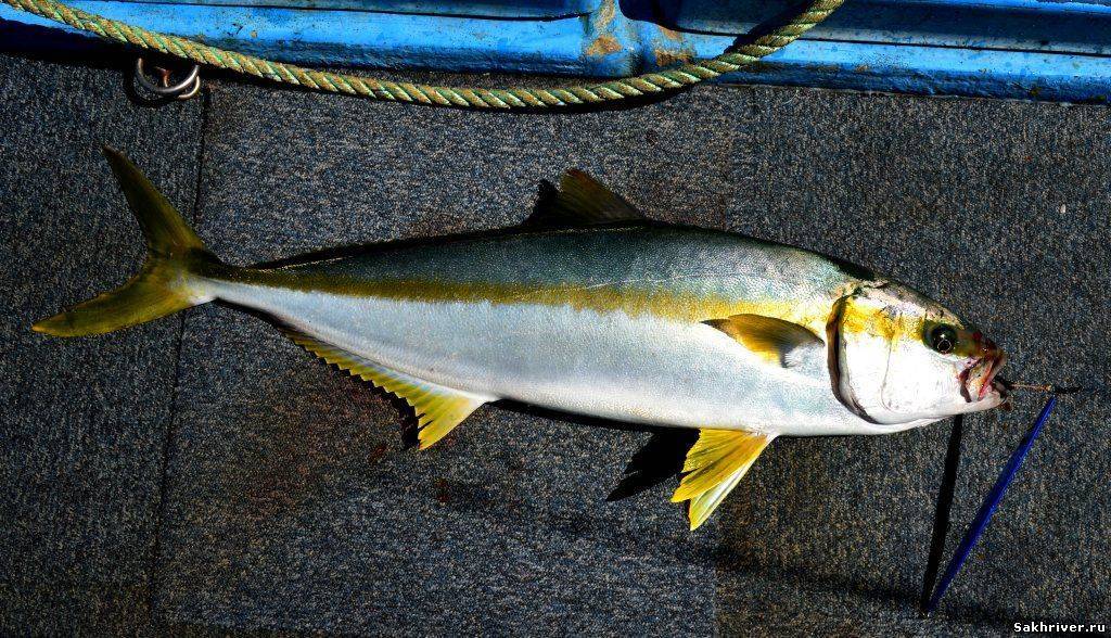 Невероятная польза от желтохвостой рыбы лакедры. что за рыба лакедра? как приготовить лакедру